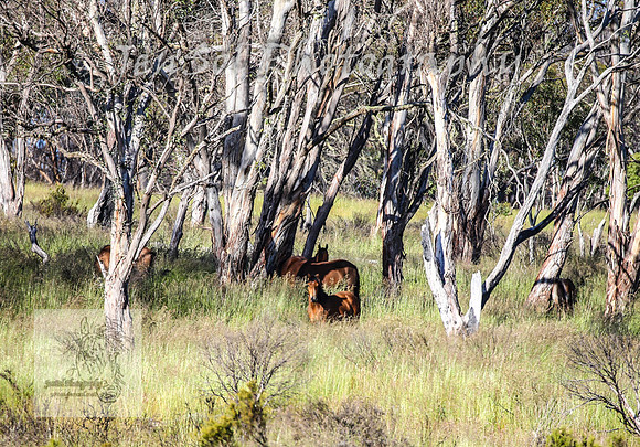 WednesdayBrumbiesAM_0081