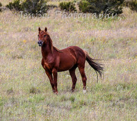 MondayBrumbiesPM_0076