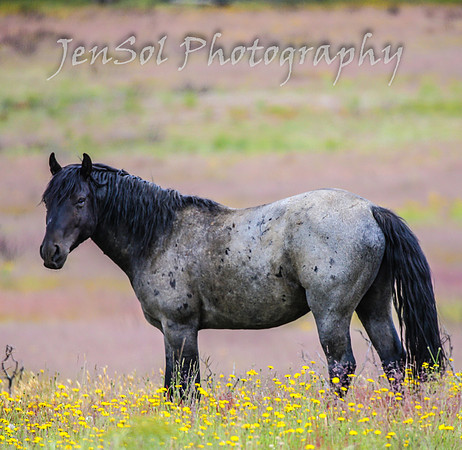 TuesdayBrumbies_0031
