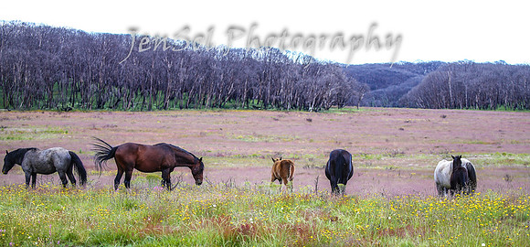 TuesdayBrumbies_0015