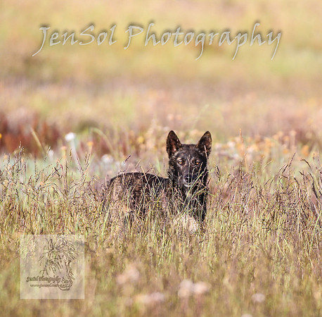 WednesdayBrumbiesAM_0036