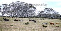 MondayBrumbiesPM_0044