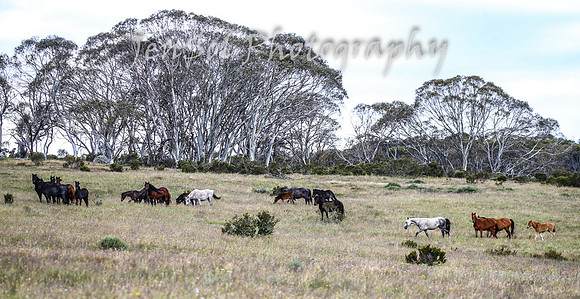 MondayBrumbiesPM_0044