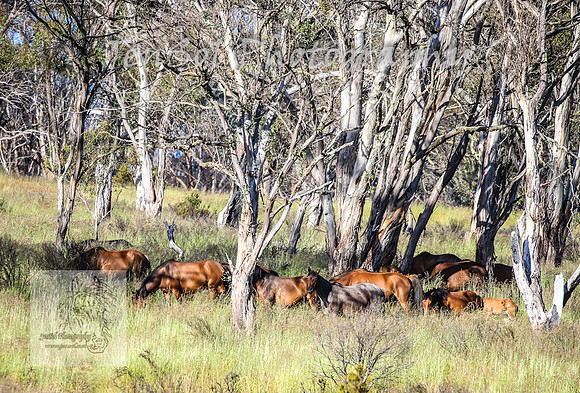 WednesdayBrumbiesAM_0076
