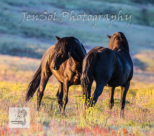 SundayBrumbies_0032