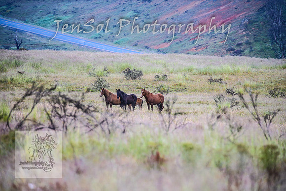WednesdayBrumbiesAM_0011
