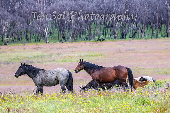 TuesdayBrumbies_0040