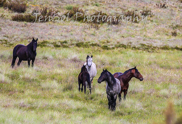 TuesdayBrumbies_0054