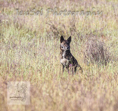 WednesdayBrumbiesAM_0020