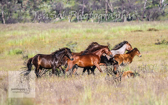 WednesdayBrumbiesAM_0179