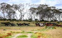 MondayBrumbiesPM_0054