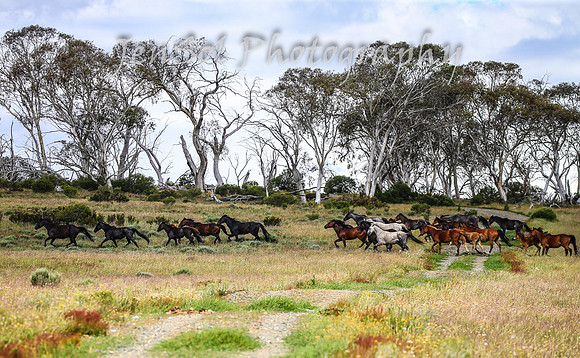 MondayBrumbiesPM_0054