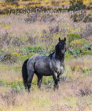 TuesdayBrumbies_0143