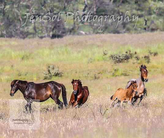 WednesdayBrumbiesAM_0154