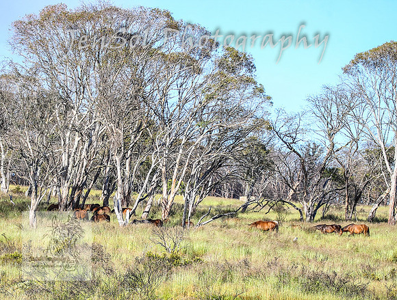 WednesdayBrumbiesAM_0075