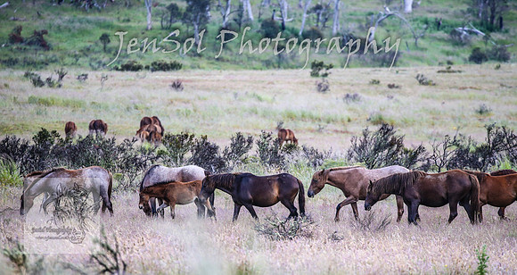 WednesdayBrumbiesAM_0001