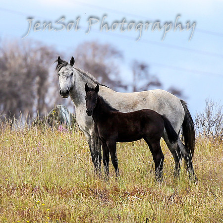 TuesdayBrumbies_0187