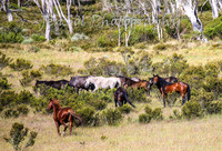 MondayBrumbiesPM_0093