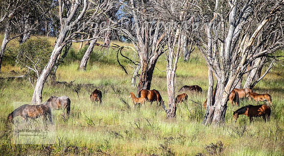 WednesdayBrumbiesAM_0099