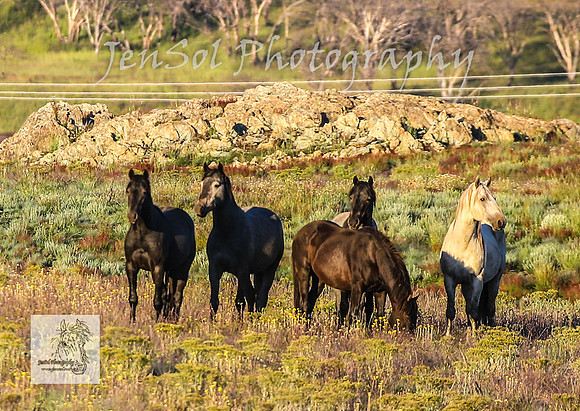 SundayBrumbies_0197
