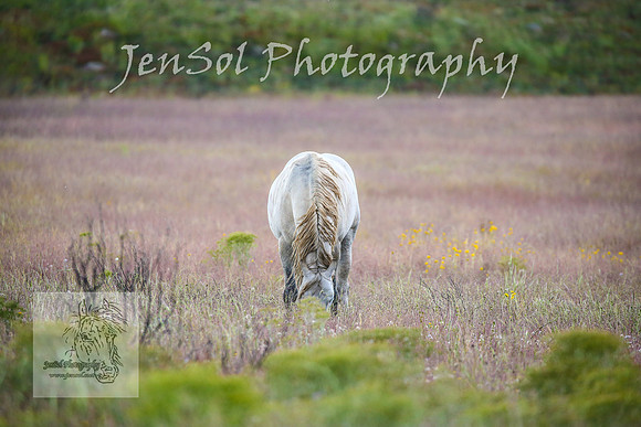 WednesdayBrumbiesPM_0187