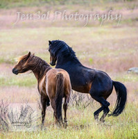 WednesdayBrumbiesPM_0122