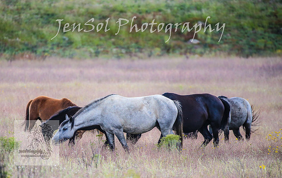 WednesdayBrumbiesPM_0169