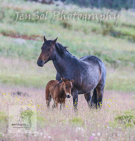 WednesdayBrumbiesPM_0253