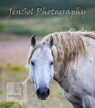 WednesdayBrumbiesPM_0200