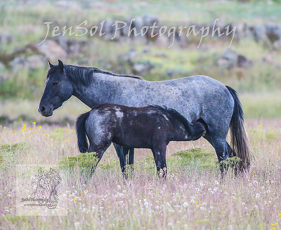WednesdayBrumbiesPM_0227