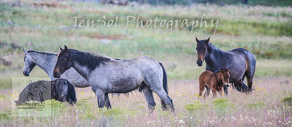 WednesdayBrumbiesPM_0244