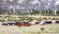 MondayBrumbiesPM_0067