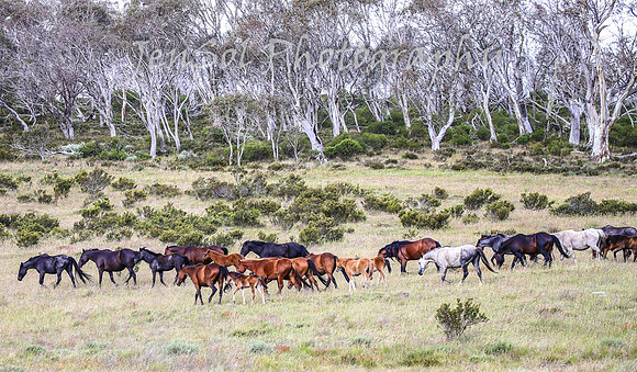 MondayBrumbiesPM_0067