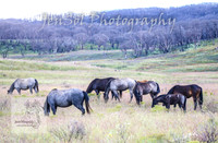 WednesdayBrumbiesPM_0148