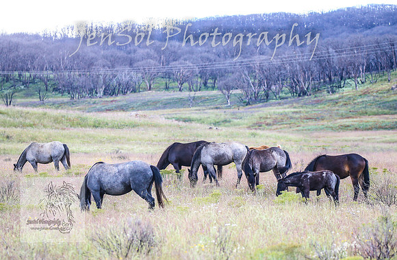 WednesdayBrumbiesPM_0148