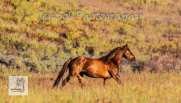 SundayBrumbies_0212