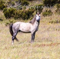 MondayBrumbiesPM_0079