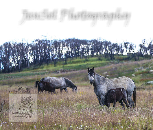 WednesdayBrumbiesPM_0173