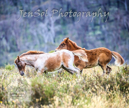 ThursdayBrumbies_0041