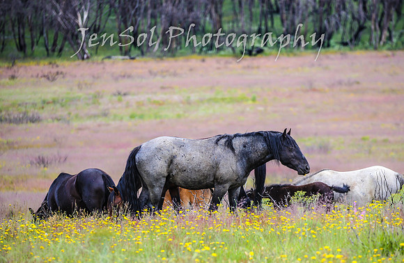 TuesdayBrumbies_0052