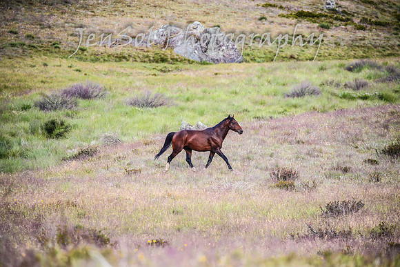 TuesdayBrumbies_0112