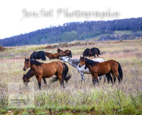 WednesdayBrumbiesPM_0140