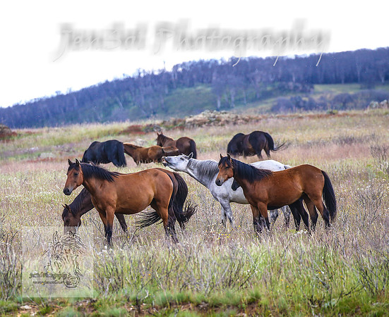 WednesdayBrumbiesPM_0140