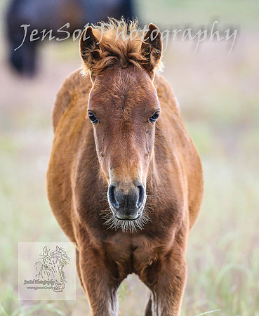 WednesdayBrumbiesPM_0195