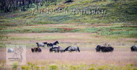 WednesdayBrumbiesPM_0007
