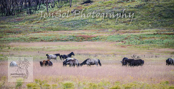 WednesdayBrumbiesPM_0007