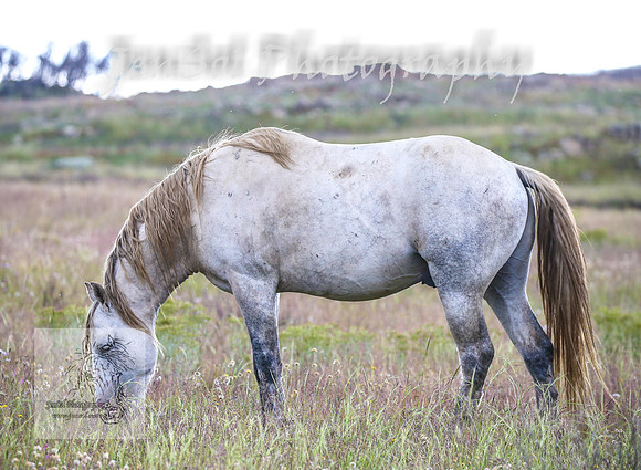 WednesdayBrumbiesPM_0212
