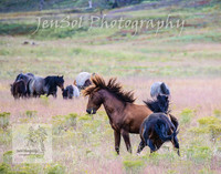 WednesdayBrumbiesPM_0055