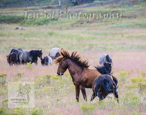 WednesdayBrumbiesPM_0055