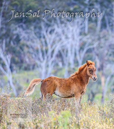 ThursdayBrumbies_0031